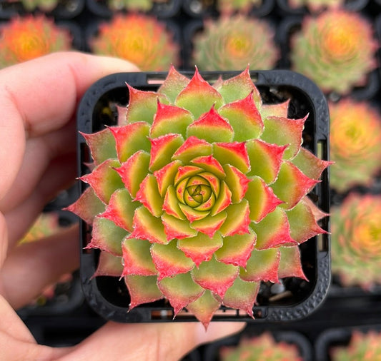 Sempervivum Ruby Heart (SQ)