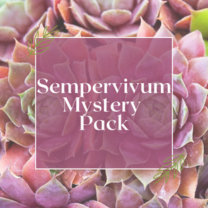 Sempervivum Mystery Pack