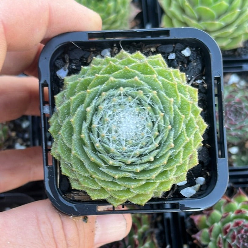 Sempervivum Kramer’s Spinrad (SQ)