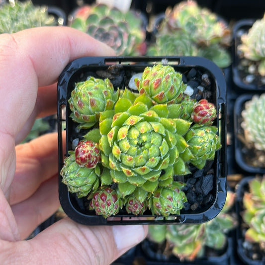 Sempervivum Stroblifera Orange (SQ)