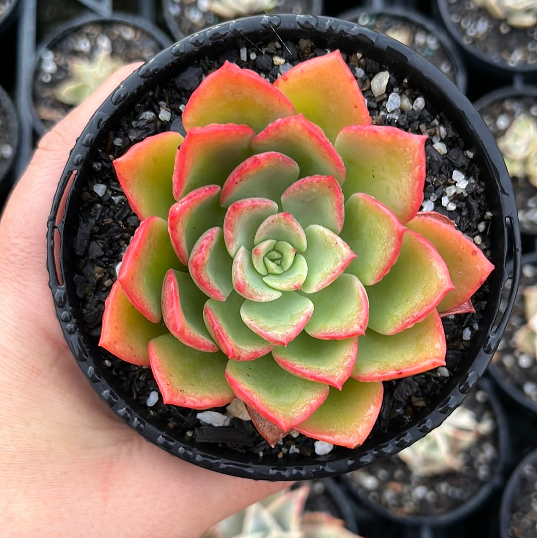 Echeveria Noble Red (LG)