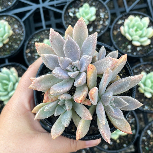 Graptoveria Rose Queen (LG)