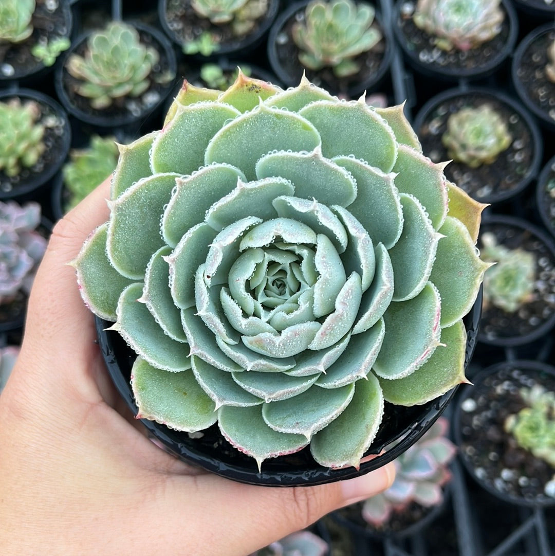 Echeveria Laguna Sanchez (LG)