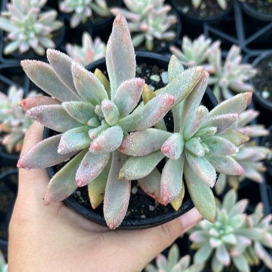 Graptoveria Fransisco Baldii (LG)