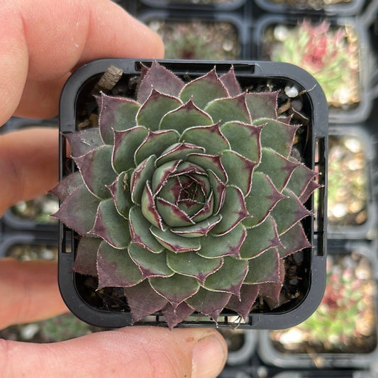 Sempervivum Calcareum Atropurpureum (SQ)