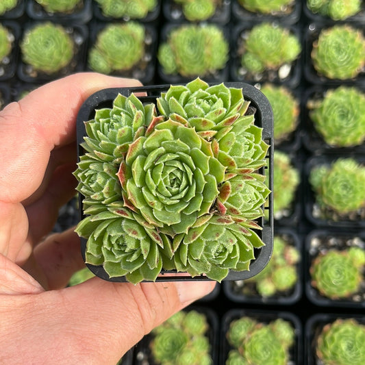 Sempervivum Ruthenicum (SQ)