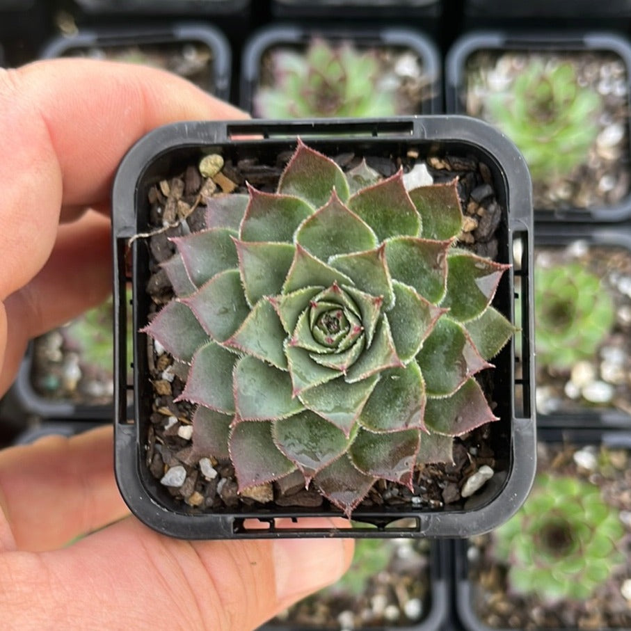 Sempervivum Adelmoed (SQ)