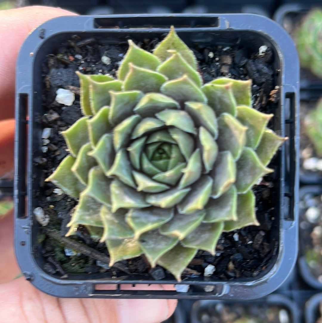 Sempervivum Thunder(SQ)