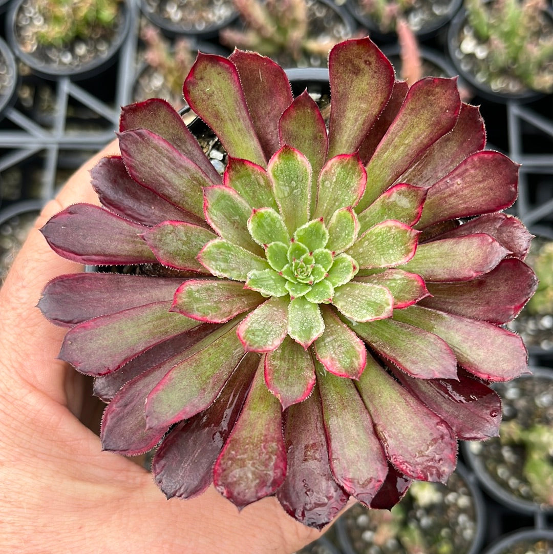 Aeonium Paradisian Inferno (LG)