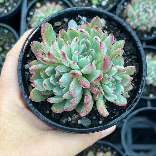 Echeveria Pippa Fairy (LG)