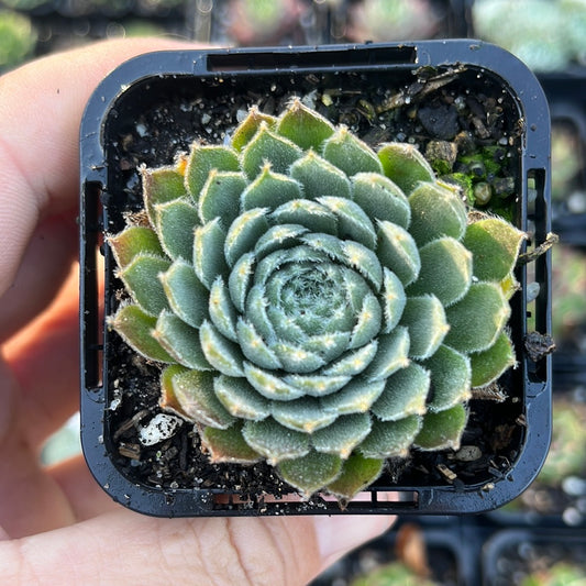 Sempervivum Winter Beauty (SQ)