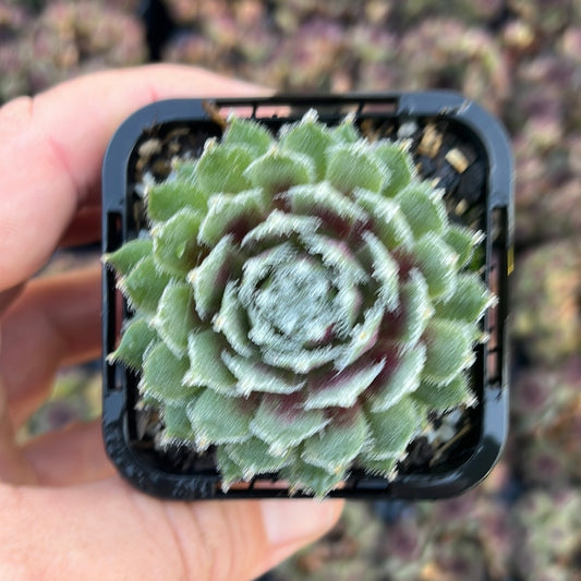 Sempervivum Flamingo (SQ)