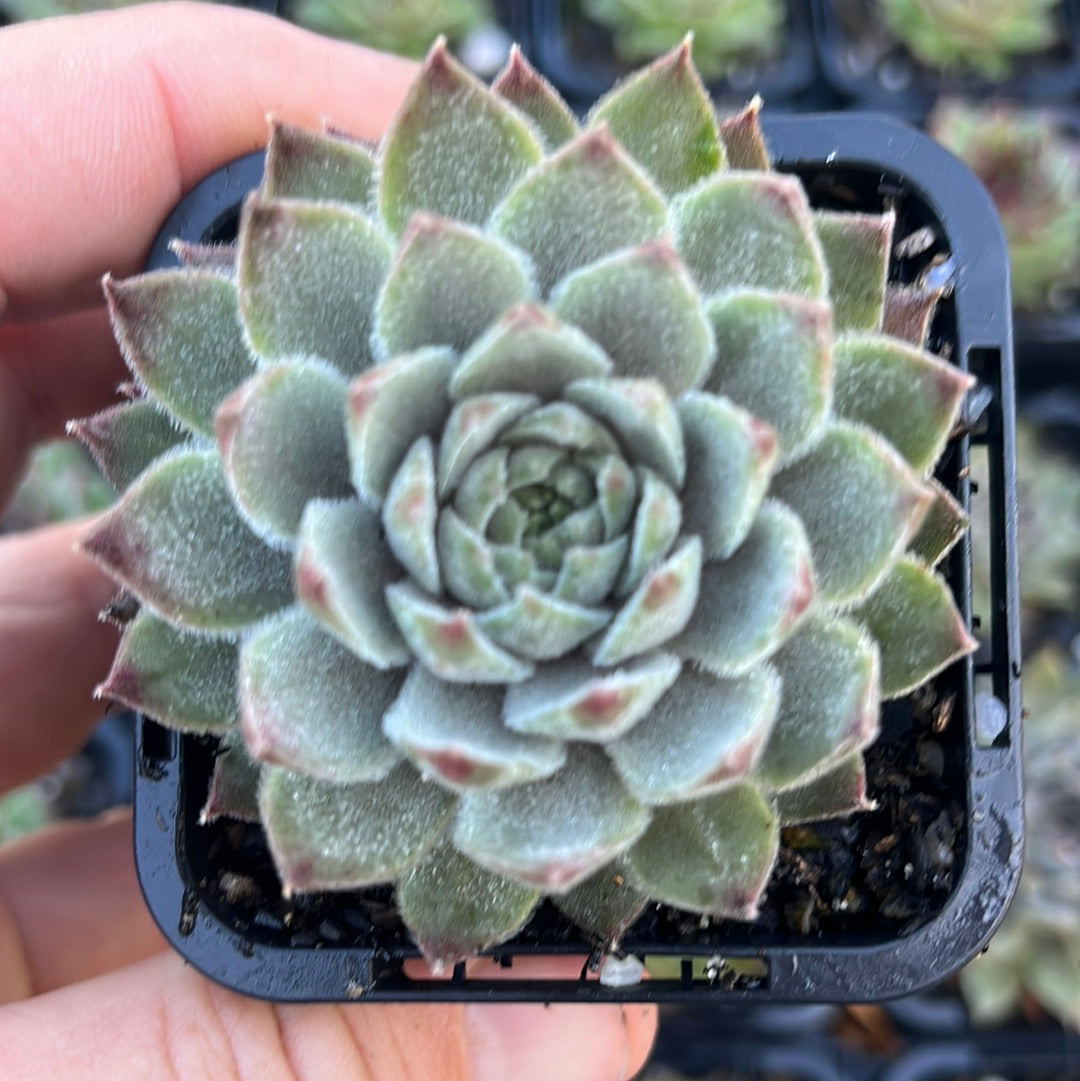 Sempervivum Purdy (SQ)