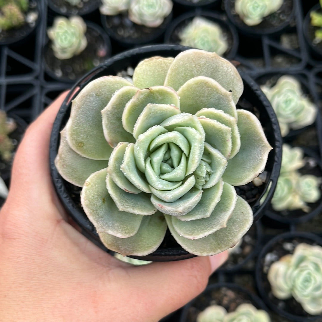 Graptoveria Lovely Rose (LG)