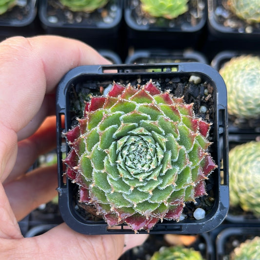 Sempervivum Ponderosa (SQ)