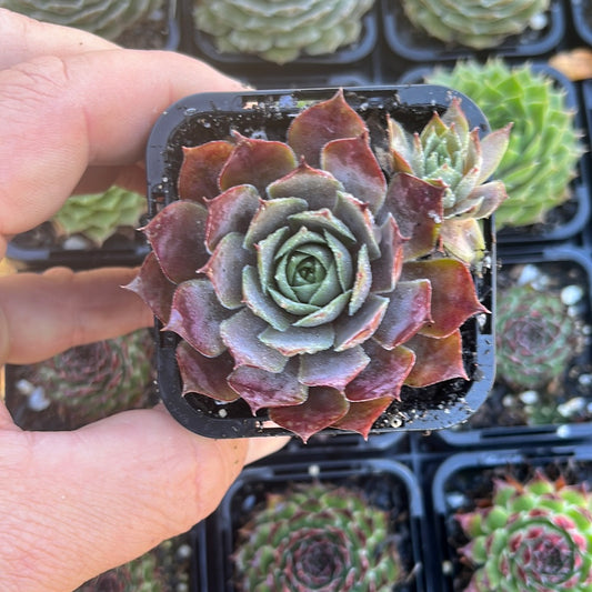 Sempervivum Saga (SQ)