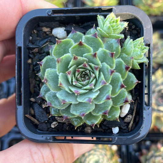 Sempervivum Tip Top (SQ)