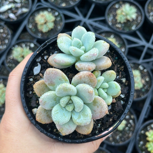 Graptosedum Muil (LG)