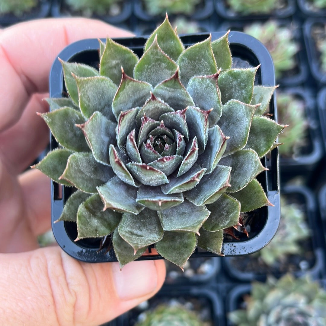 Sempervivum Slabbers Seedling (SQ)