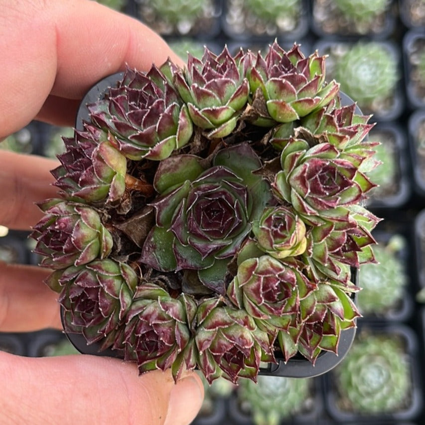 Sempervivum Mahogany (SQ)