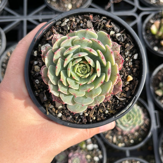 Echeveria Tuxpan Minima (LG)