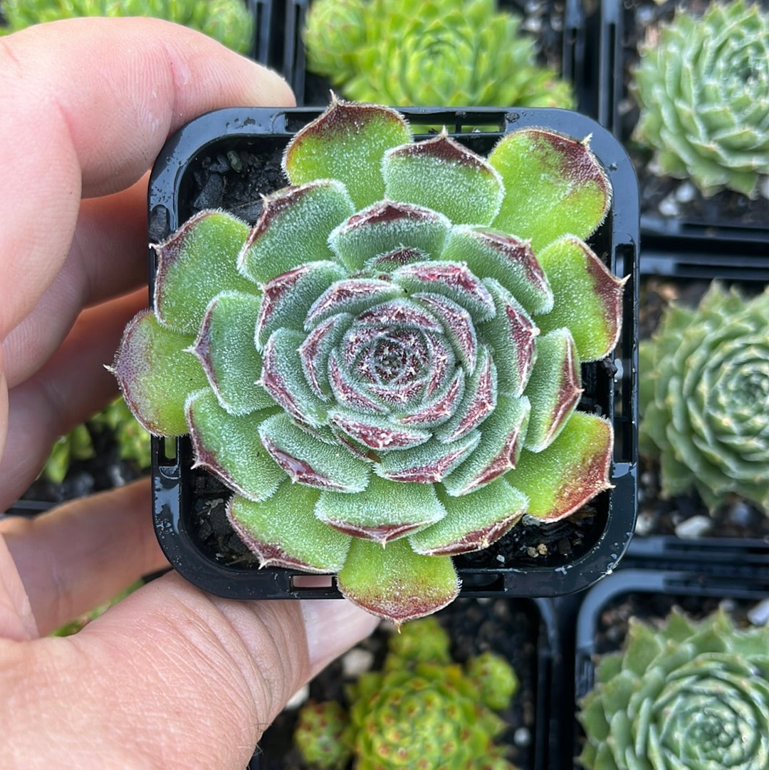 Sempervivum Heuffelii Bulgarian (SQ)