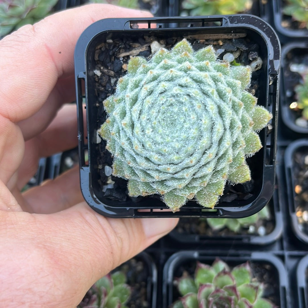 Sempervivum Candy Floss (SQ)