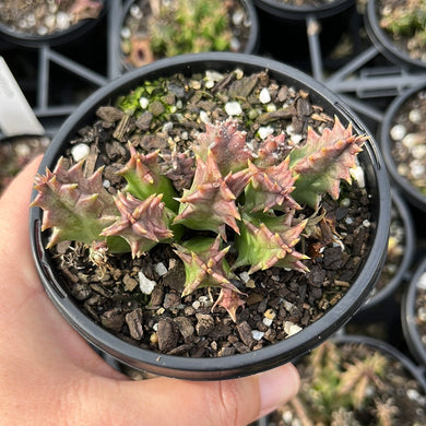 Huernia Zebrina Yellow/Red (Large)