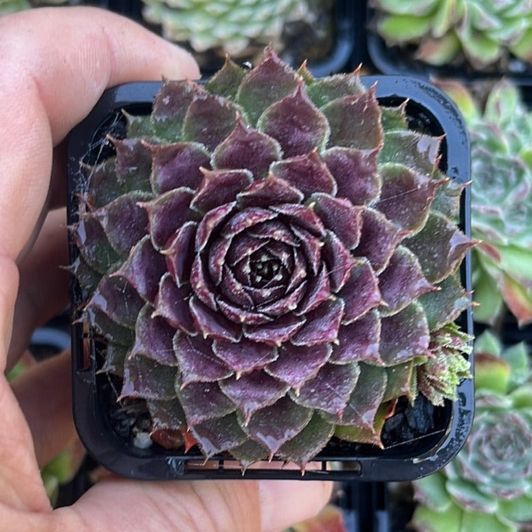 Sempervivum Marmoreum Marmoreum (SQ)