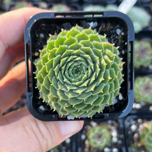 Sempervivum Spring Beauty (SQ)