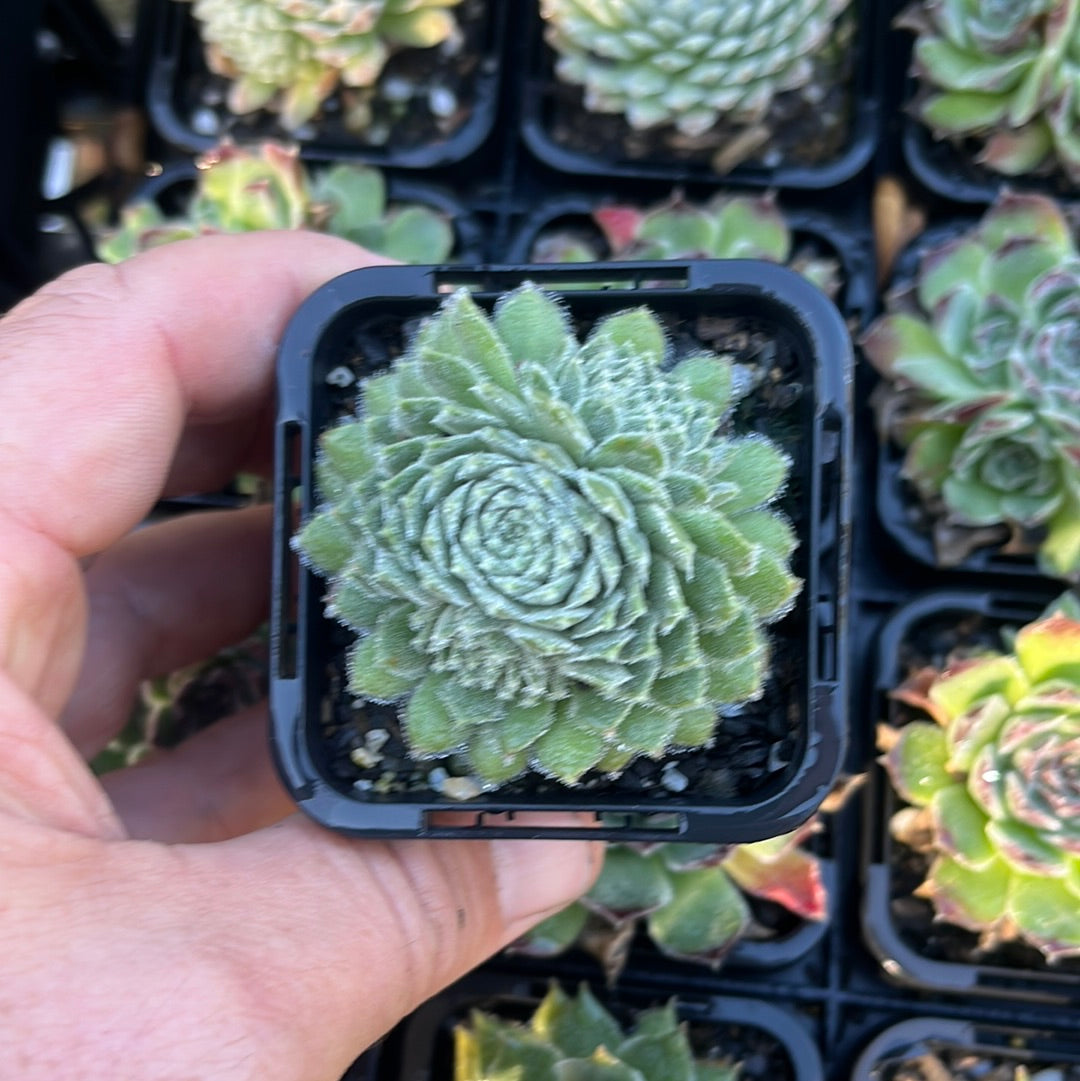 Sempervivum Undine (SQ)