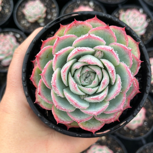 Echeveria Silhouette (LG)