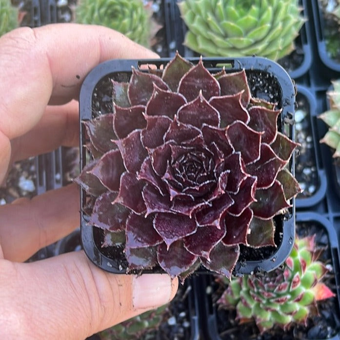 Sempervivum Sunray Desire (SQ)