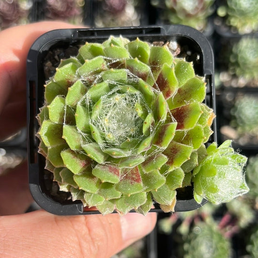 Sempervivum Red Cobweb (SQ)