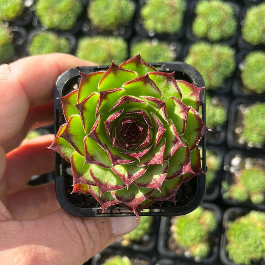 Sempervivum Montana Red (SQ)