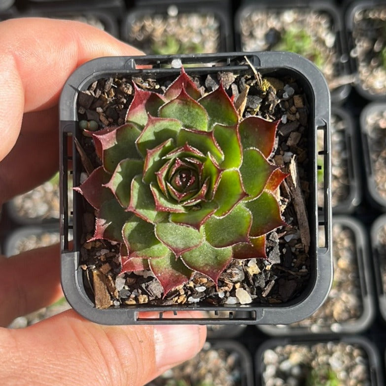 Sempervivum Virginalis (SQ)