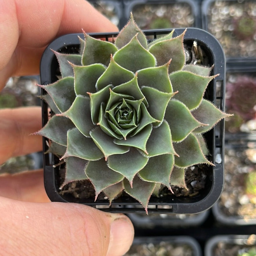 Sempervivum Magnificum (SQ)