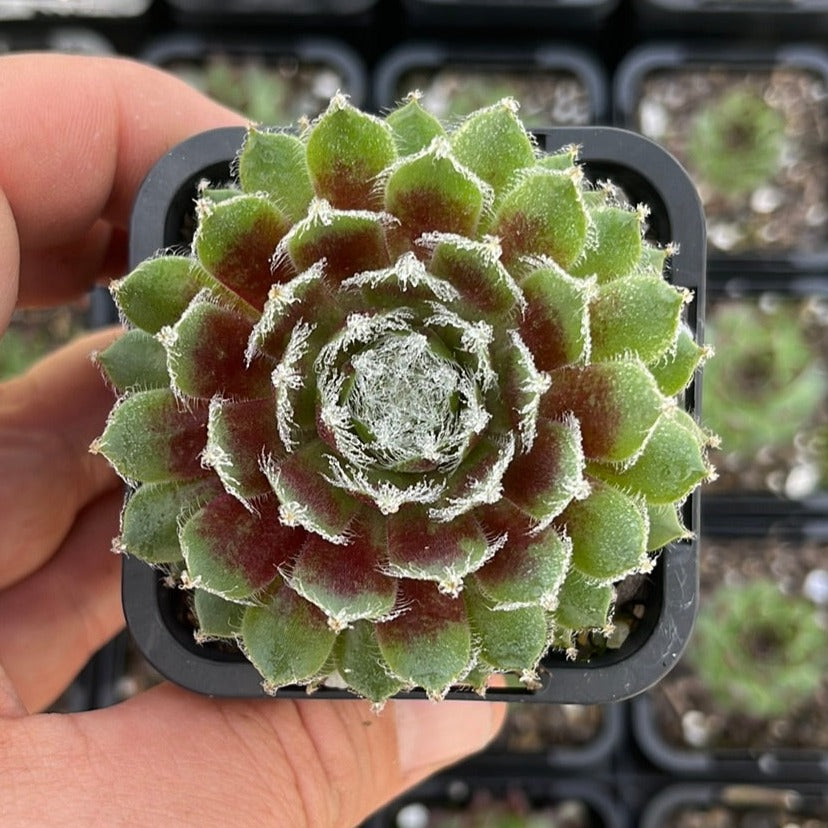 Sempervivum Cherry Frost (SQ)