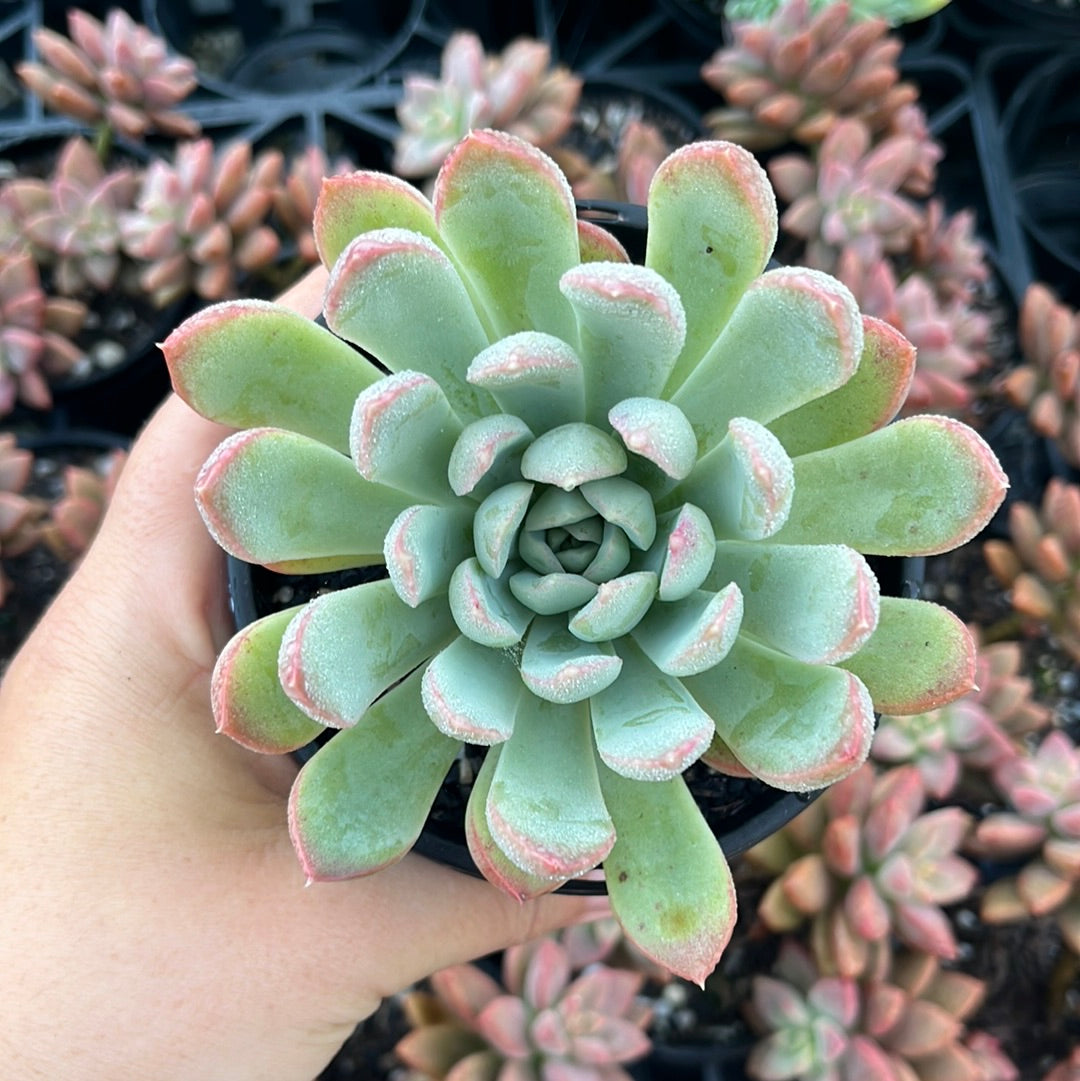 Pachyveria Clare (LG)