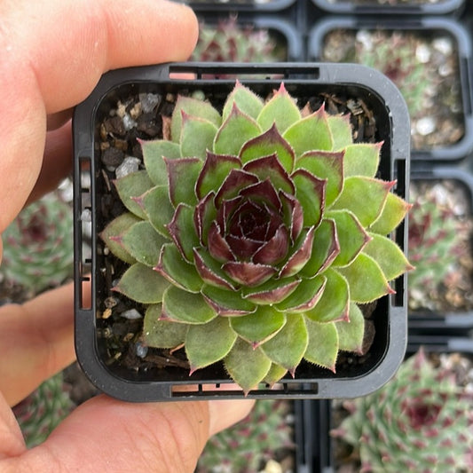 Sempervivum Lioness (SQ)