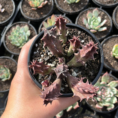 Huernia Zebrina Magniflora (Large)