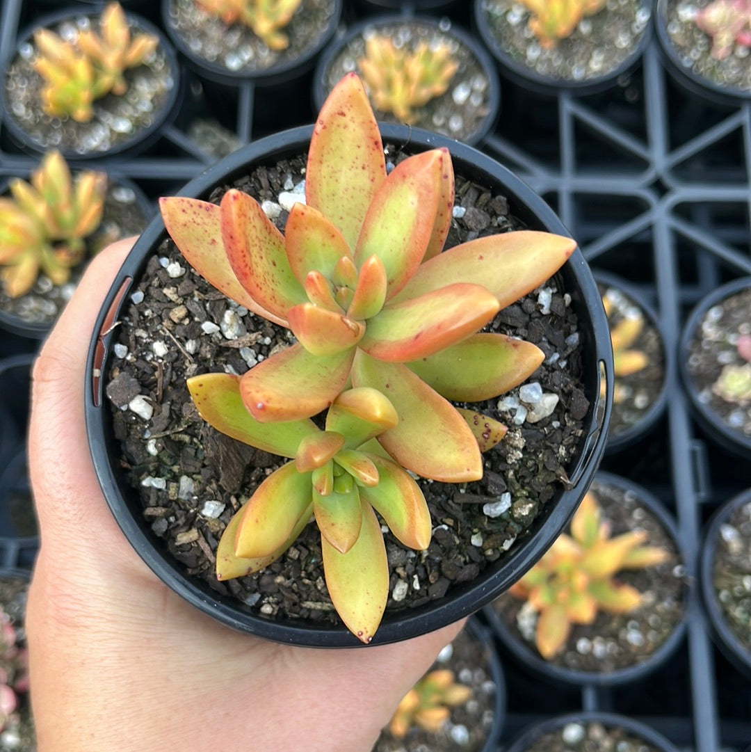 Sedum Adolphii Firestorm (LG)