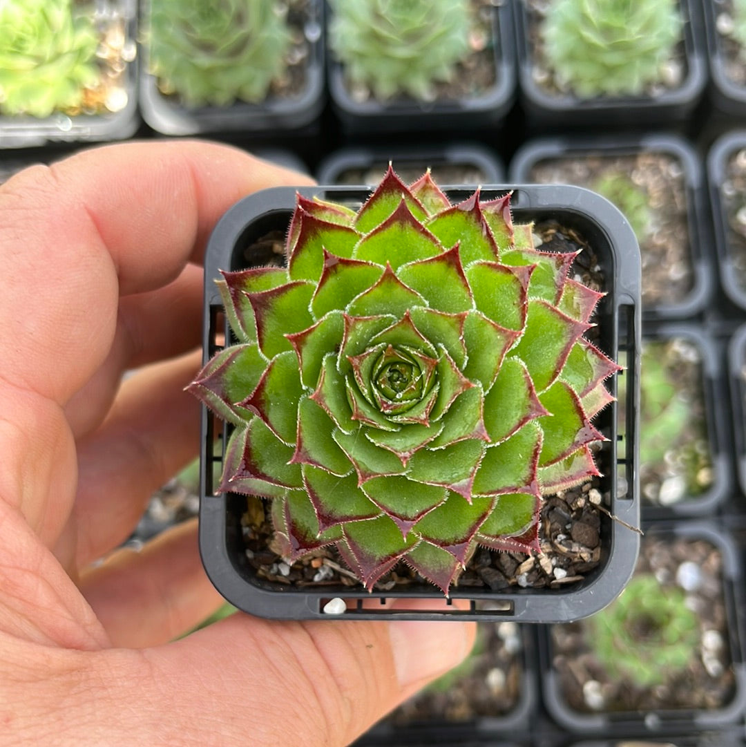 Sempervivum Sossnowstryi (SQ)