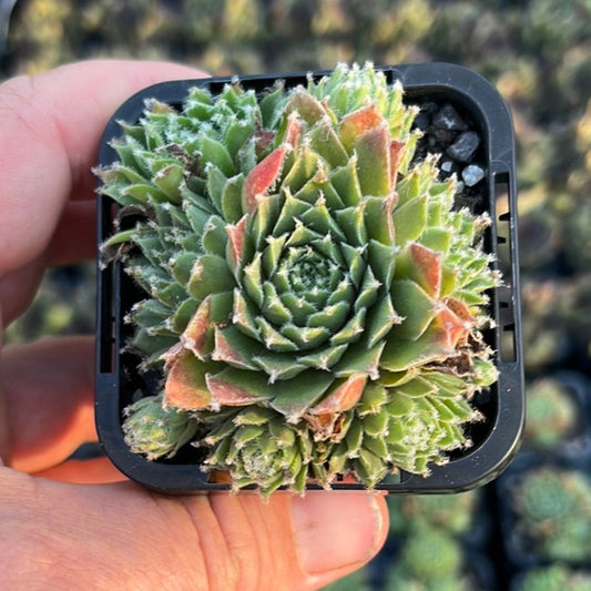 Sempervivum Ashes of Roses (SQ)