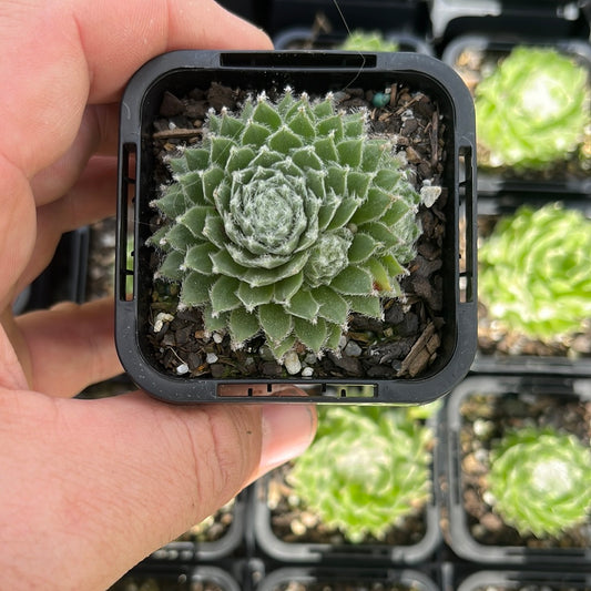 Sempervivum Hep (SQ)