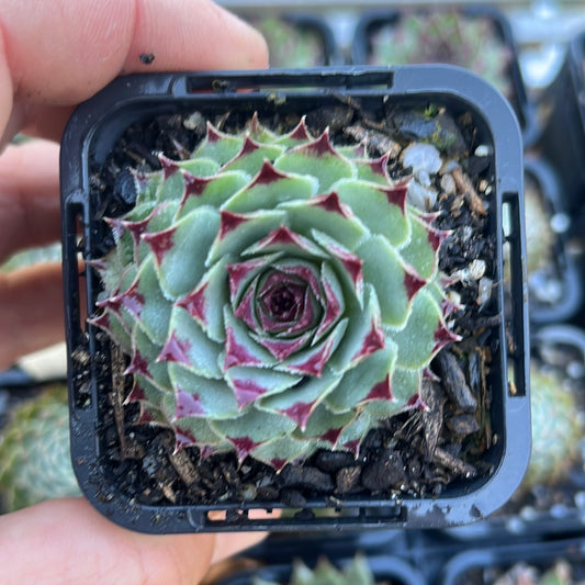 Sempervivum Calcareum (SQ)