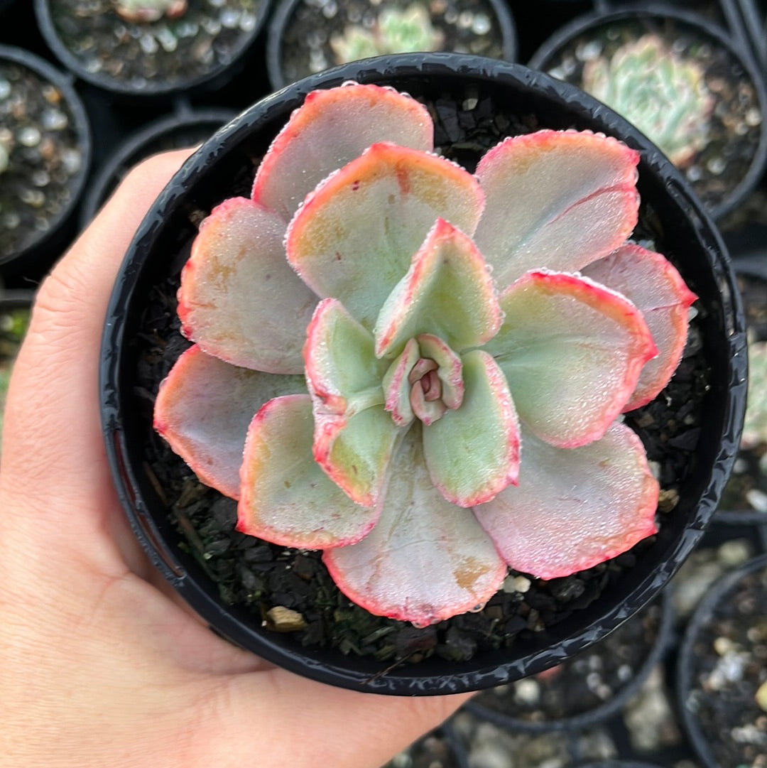 Echeveria Low (LG)