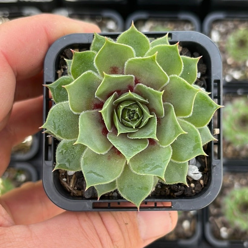 Sempervivum VJ10 (SQ)