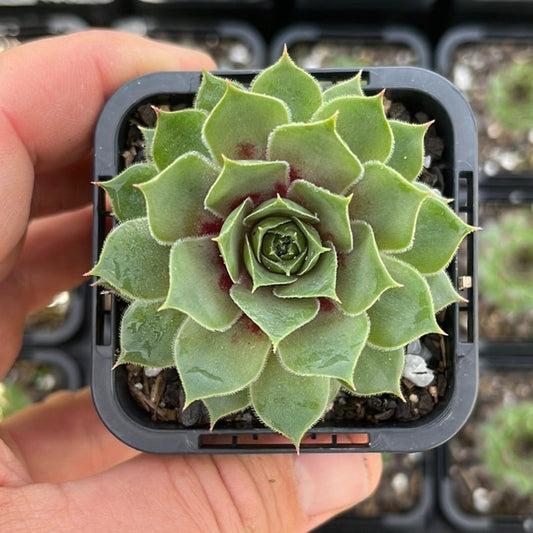 Sempervivum VJ10 (SQ)