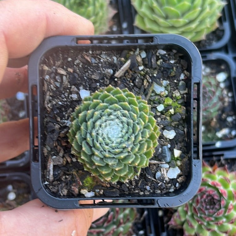 Sempervivum Tiny Tim (SQ)